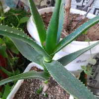 گل آپارتمانی|گل و گیاه طبیعی|شهرکرد, |دیوار