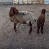 بره سفیدپلنگی.میش بره دار. قوچ. خروس لاری اصیل.