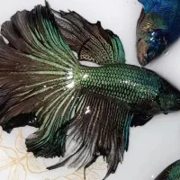 ماهی فایتر مولد|ماهی|مشهد, الهیه|دیوار