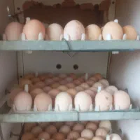 تخم مرغ روستایی اصیل برای جوجه کشی