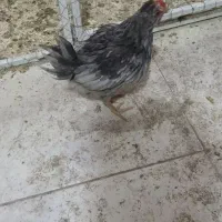 کبوتر رنگی با تهرانی