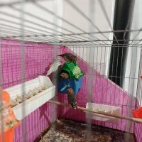 پرنده|پرنده|جوانرود, |دیوار