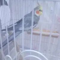 عروس هلندی نر و ماده