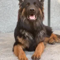 سگ ژرمن