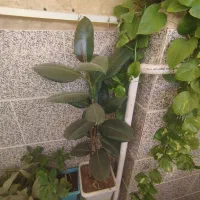 گل آپارتمانی فیکوس|گل و گیاه طبیعی|محمدیه-قزوین, |دیوار