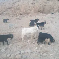 دبر پاکستانی اصل|حیوانات مزرعه|مرودشت, نقش رستم|دیوار