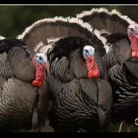 بوقلمون ماده با ۹ عدد جوجه