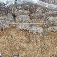 کاه گندم|عمده‌فروشی|اردبیل, |دیوار