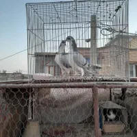 کبوتر|پرنده|اصفهان, سرشبادران|دیوار