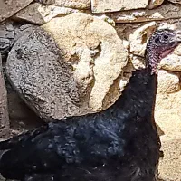 فروش یک عددبوقلمون ماده بالغ