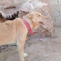 سگ افغان|سگ|کرمان, |دیوار