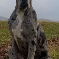 واگذاری سگ گریت دین