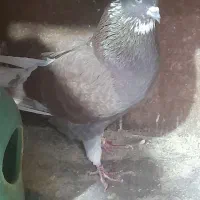 کفتر های پرواز سنگین|پرنده|رشت, آتشگاه|دیوار