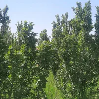 باغ زرد آلو و گوجه سبز