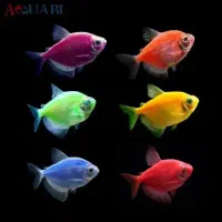 تعدادی ماهی کالر و گورامی و زبرا و حلزون زیر قیمت