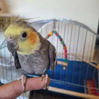 عروس هلندی سخن گو|پرنده|ابهر, |دیوار