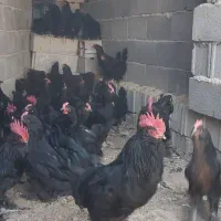 تخم نطفه دار مرندی|حیوانات مزرعه|نجف‌آباد, قلعه سفید|دیوار