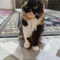 واگذاری گربه پرشین