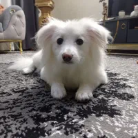 سگ ماده پامر اشپیتز