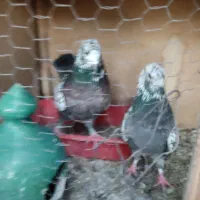 سوسکی|پرنده|نسیم‌شهر, |دیوار