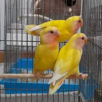 طوطی برزیلی