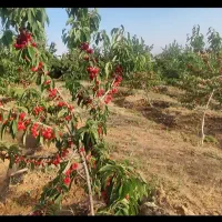 باغ کشاورزی روستای هیراب|فروش دفتر صنعتی، کشاورزی، تجاری|بروجرد, |دیوار