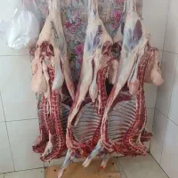 گوشت گوسفند کوهستان مناسب عقیقه و خونه|خوردنی و آشامیدنی|زرند, |دیوار