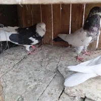 کفتر گرفتنی|پرنده|قم, علی آباد سعدگان|دیوار