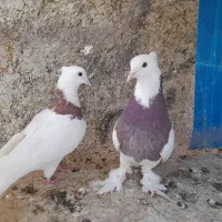 دوتا پرنده کاشونی تهرونی ماده طوقی مست جوان