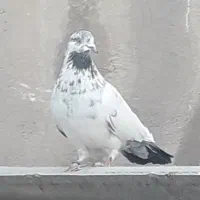 کفتر کبوتر|پرنده|تهران, انبار نفت|دیوار