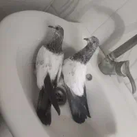 کبوتر ۲۰