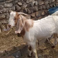 نری پاکستانی نژاددار کم سن و سال|حیوانات مزرعه|بندرعباس, |دیوار