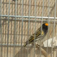 گلبسر جفتی قناری سهره قناری