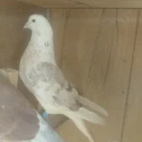 کبوتر تهرانی