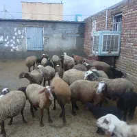 20 عدد میش و 10 عدد بره|حیوانات مزرعه|صحنه, |دیوار