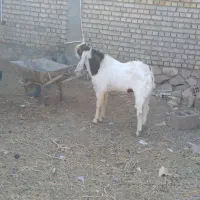 نربز گلابی پاکستانی