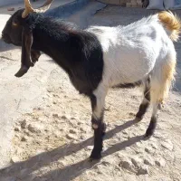 نر بز پاکستانی دو دندون