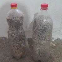 بذر درجه یک