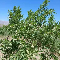 باغ بادام|فروش زمین و ملک کلنگی|اصفهان, شهرک کاوه|دیوار