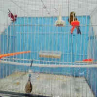 قناری مستخون شلاقی فنچ طوطی مرغ عشق عروس میناسهره|پرنده|مشهد, ایوان|دیوار