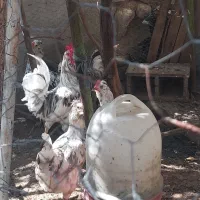 مرغ خروس گلین|حیوانات مزرعه|برازجان, |دیوار