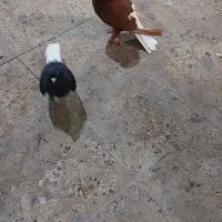 حیوون رنگی|پرنده|رباط‌کریم, وهن آباد|دیوار