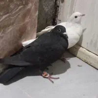 سفید و زاغ