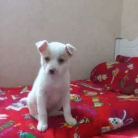 سگ پامر روباهی