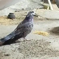 کبوتر نر|پرنده|گلستان (تهران), |دیوار