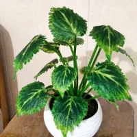 روفرشی|روفرشی|مشهد, پورسینا|دیوار