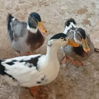 اردک|حیوانات مزرعه|سبزوار, هویزه|دیوار