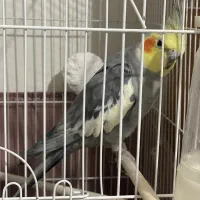 عروس هلندی|پرنده|فردیس, انبار نفت|دیوار