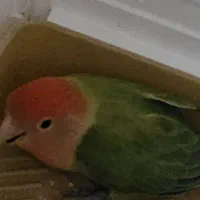 یک جفت کوتوله برزیلی مولد با تخم|پرنده|شیراز, گویم|دیوار