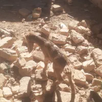 بزغاله شیری یک عدد ماده سالم سرحال